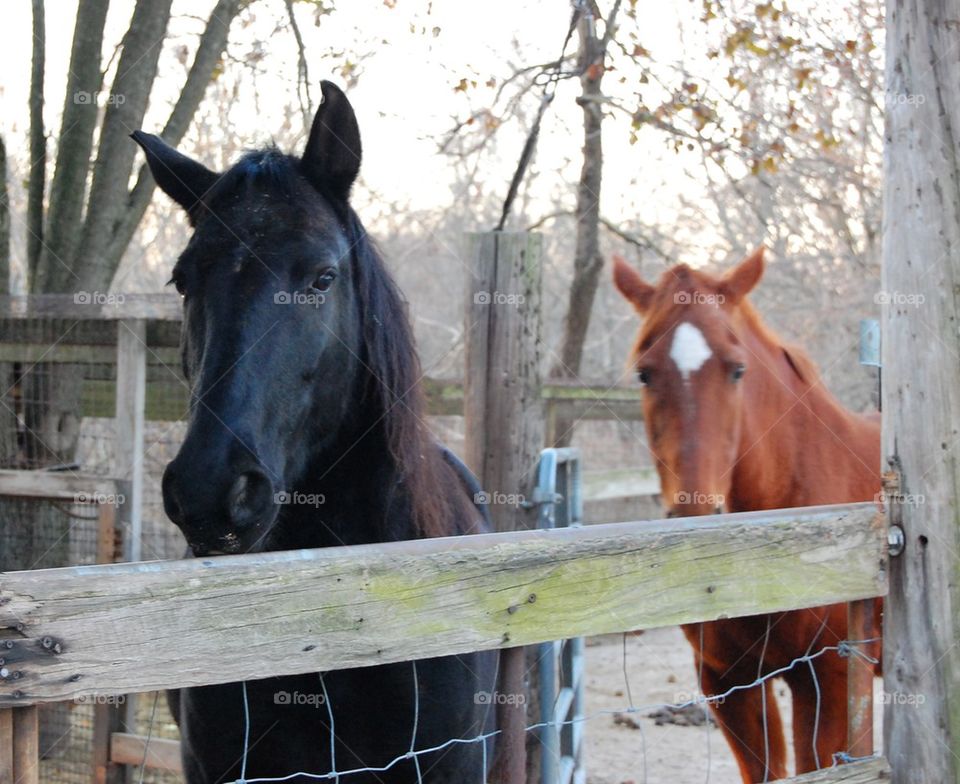 Horse friends