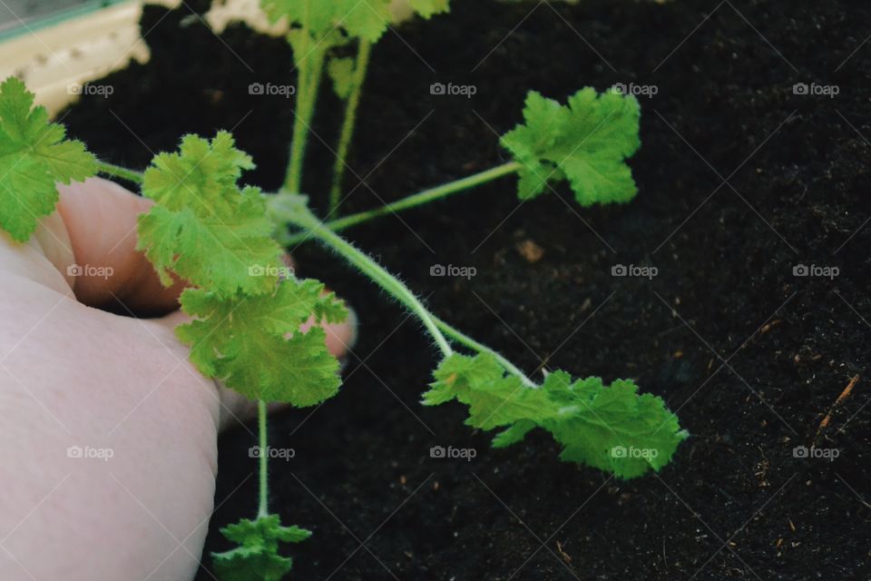 Gardening