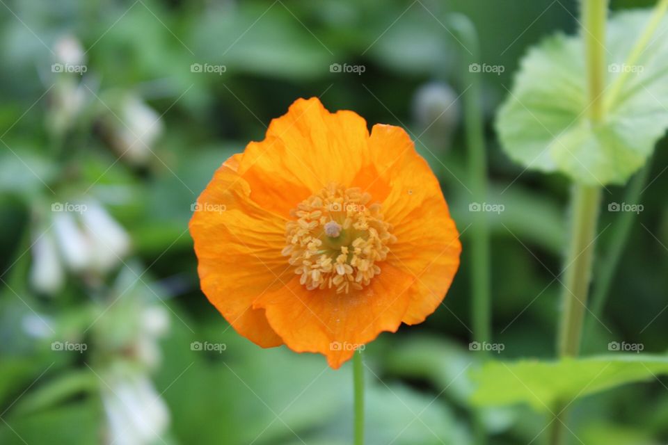 Orange poppy 