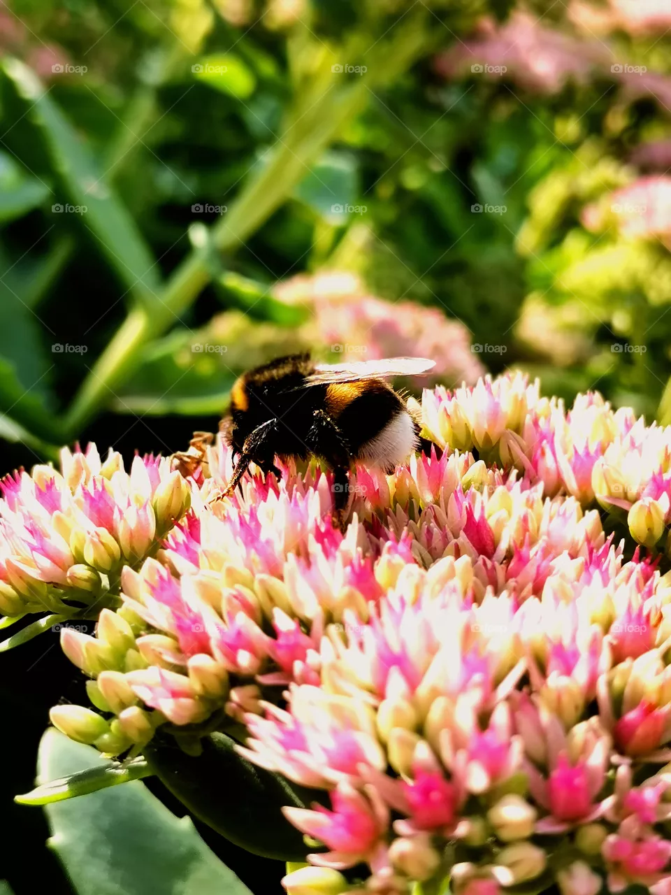 Bumblebee