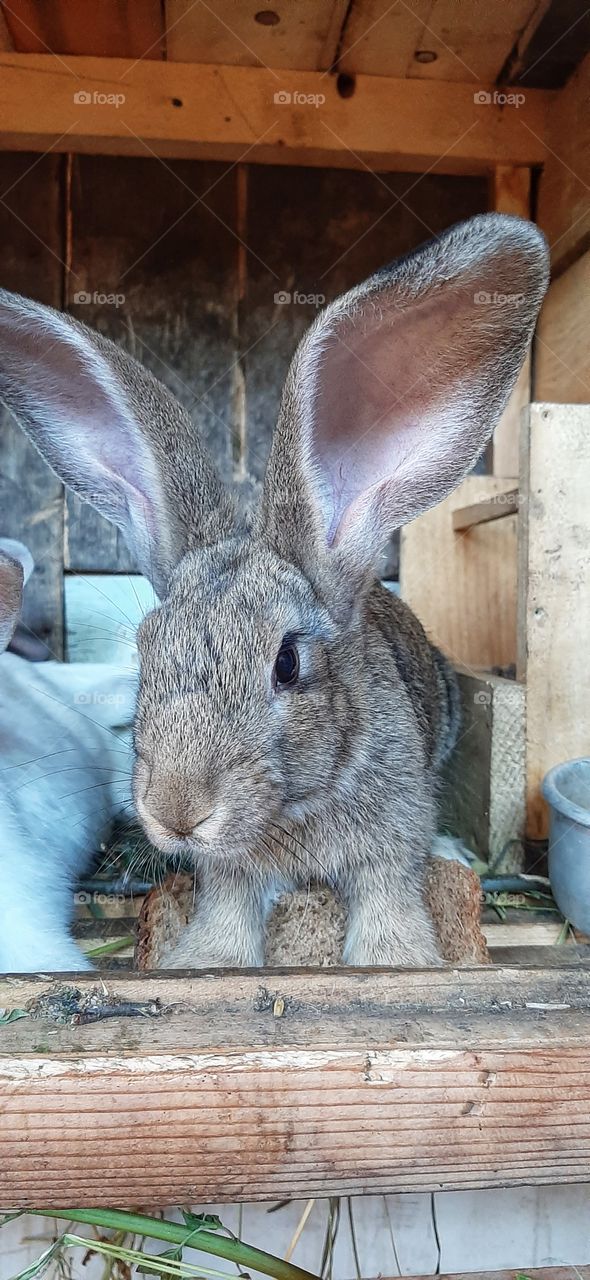 кролик в деревне