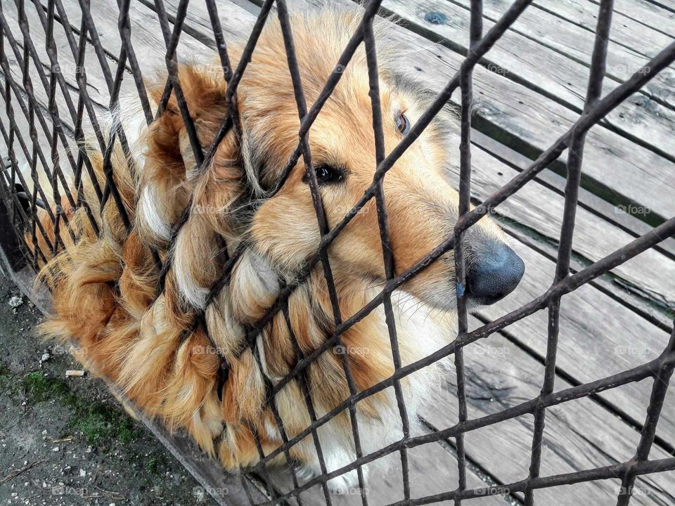 Caged dog