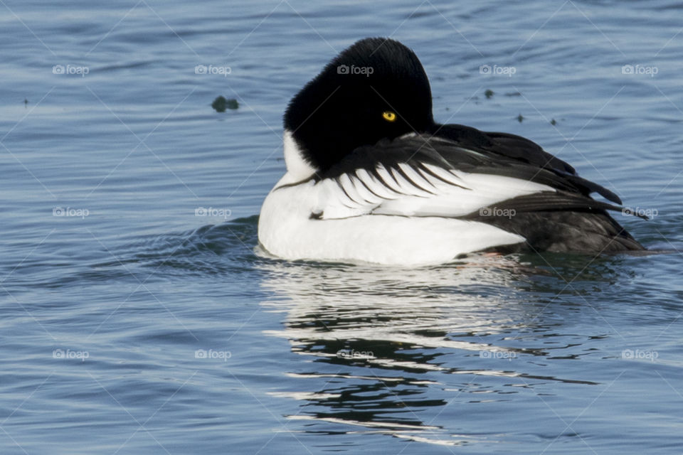 Common Goldeneye