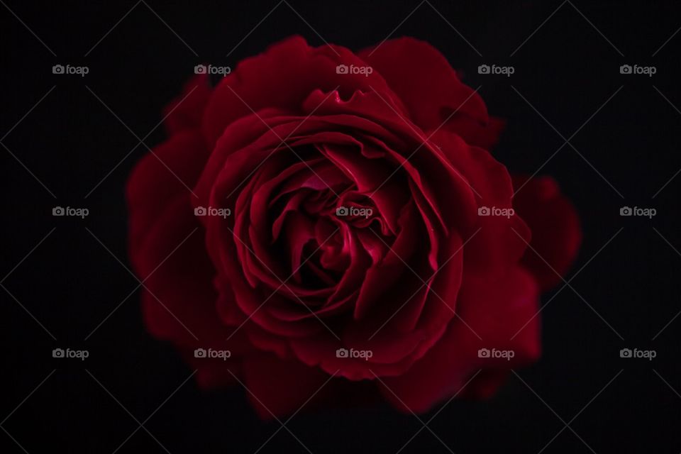 Rose of love