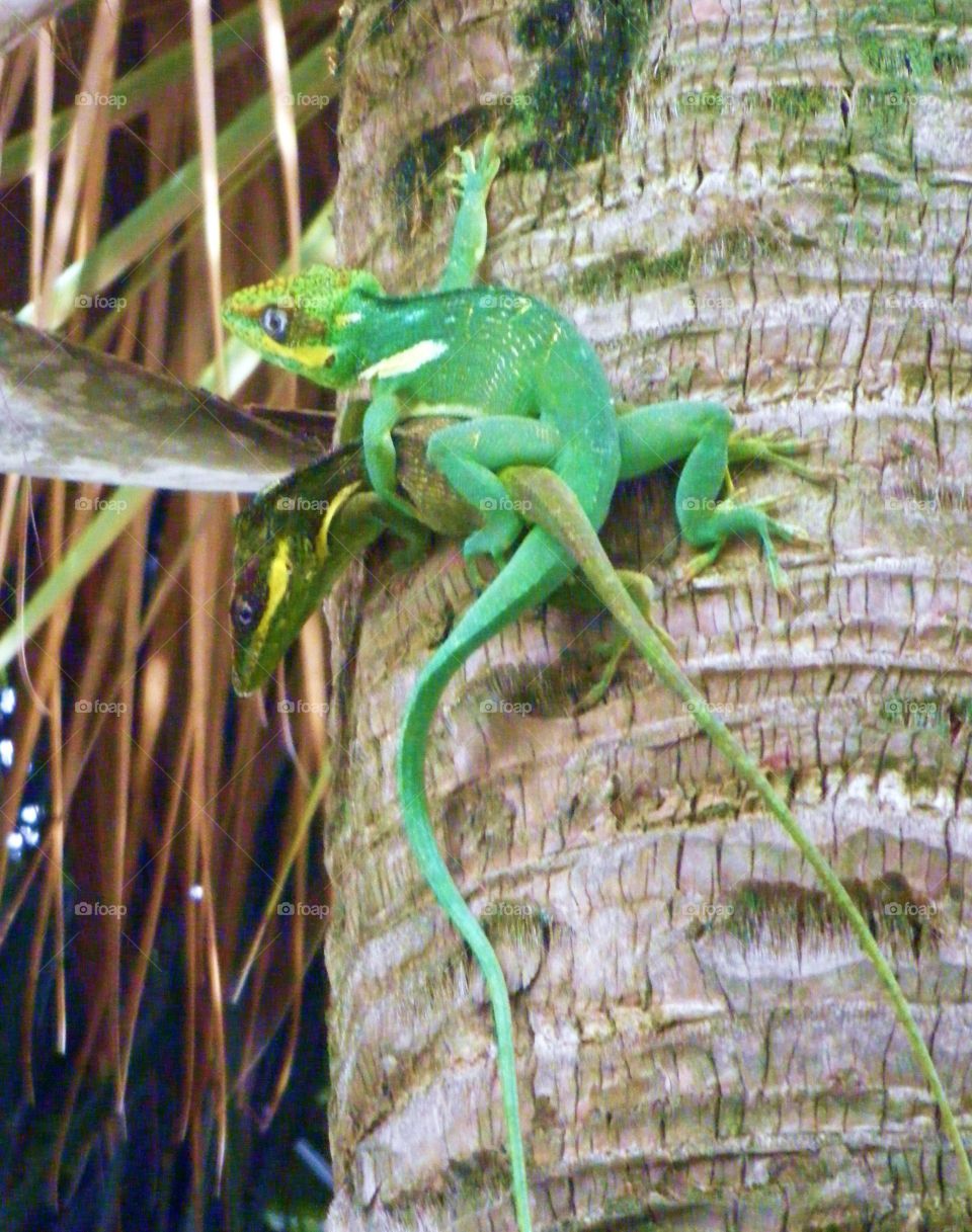 geckos on tree