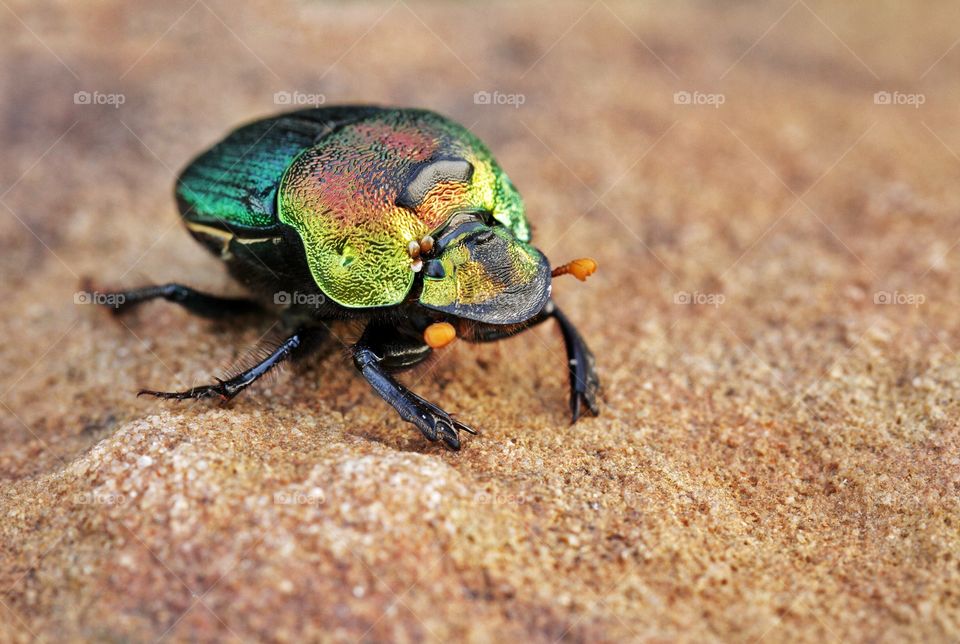 Rainbow scarab 