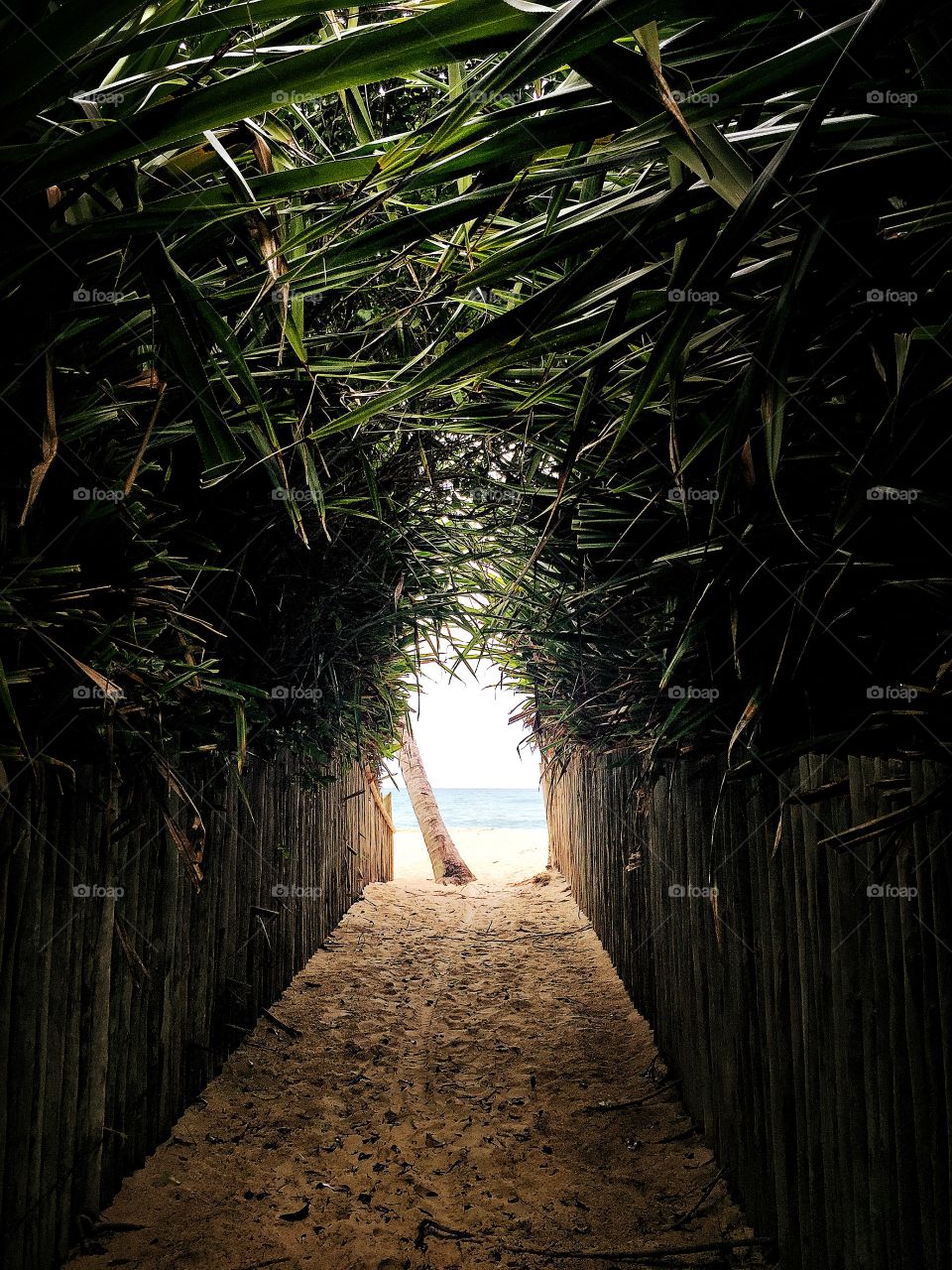 A way to a Brazilian beach in Bahia