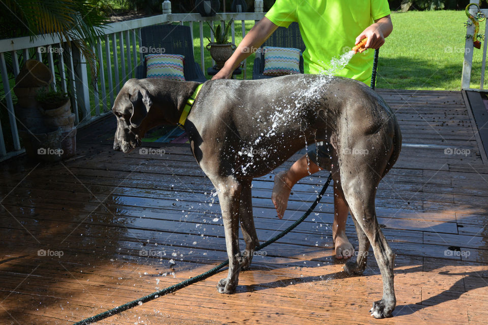 My son washing our big blue Great Dane 