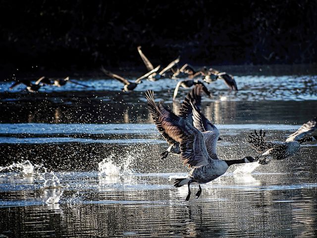 Dawn Flight