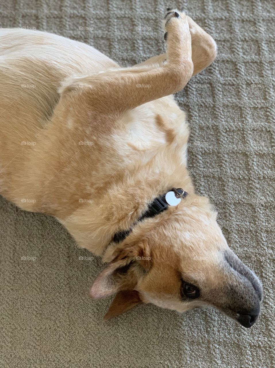 Flick, Australian Red Cattle Dog