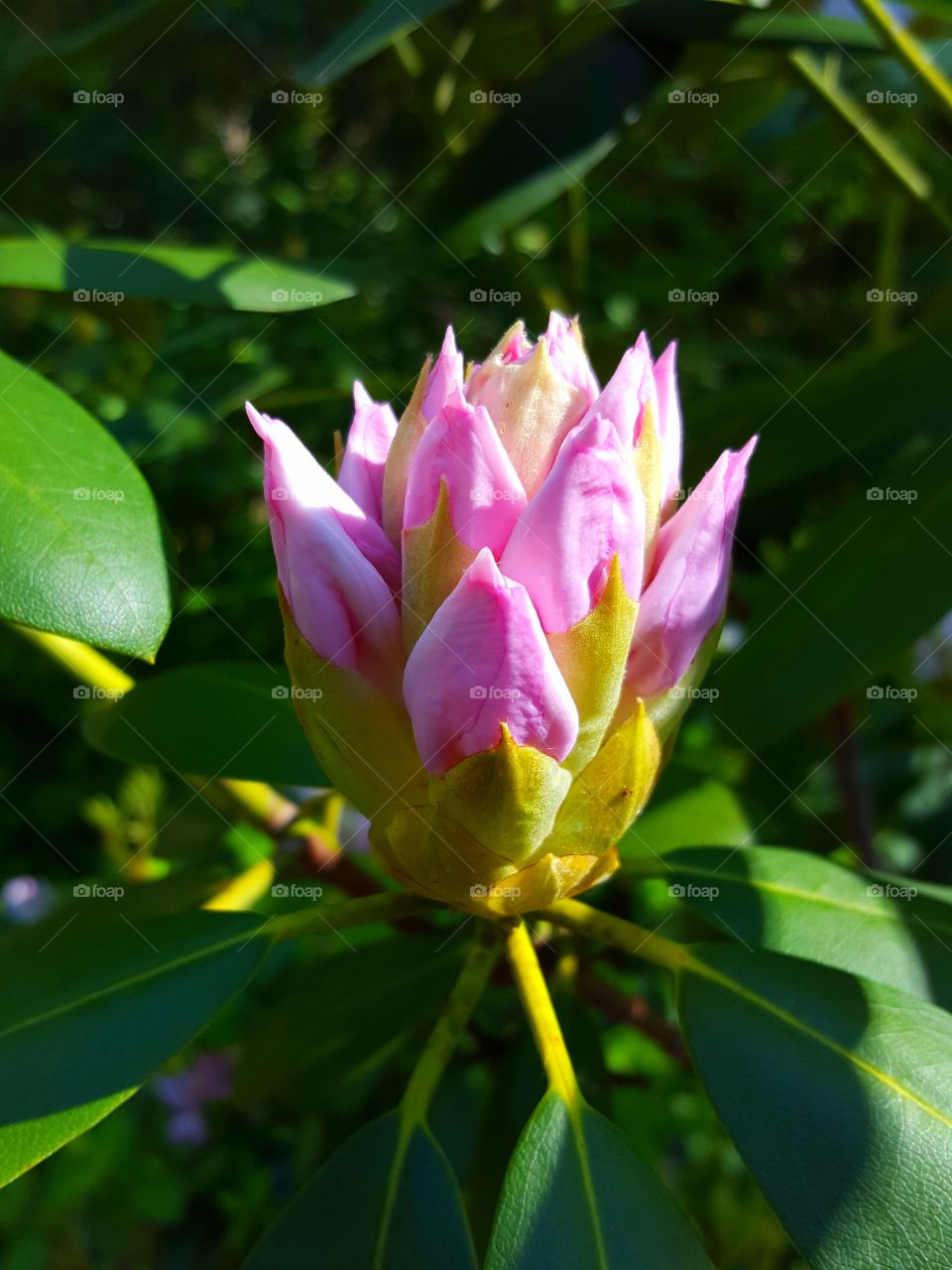 Close-up of rhododendron