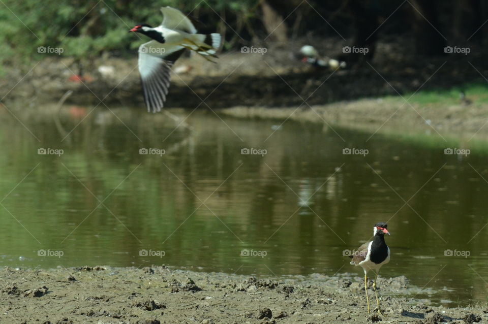 wild life birds Life style hack