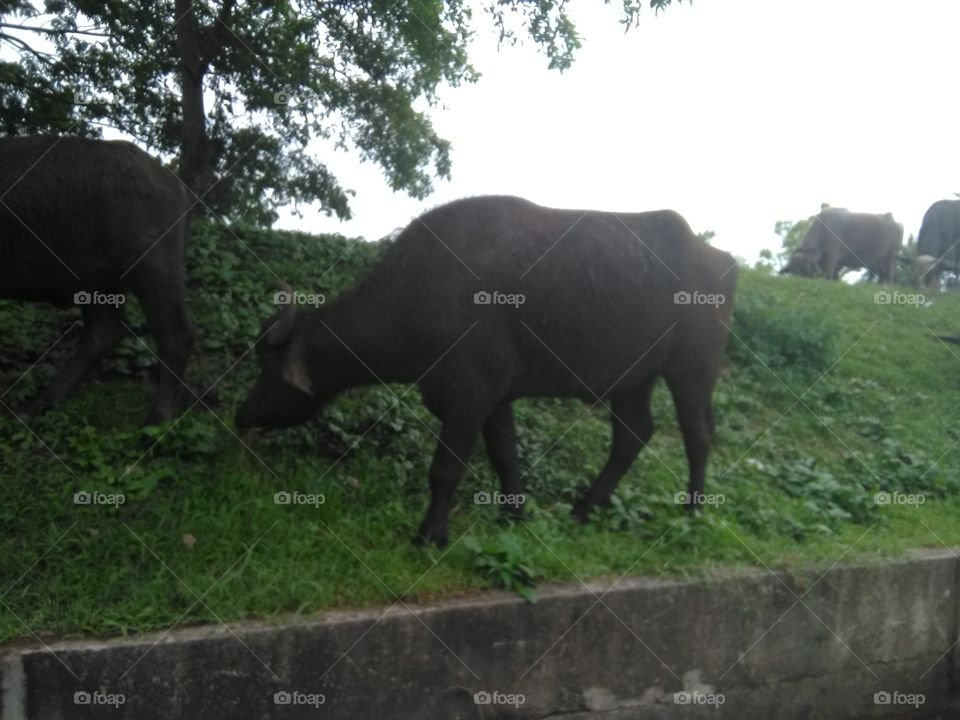 buffalo eating time