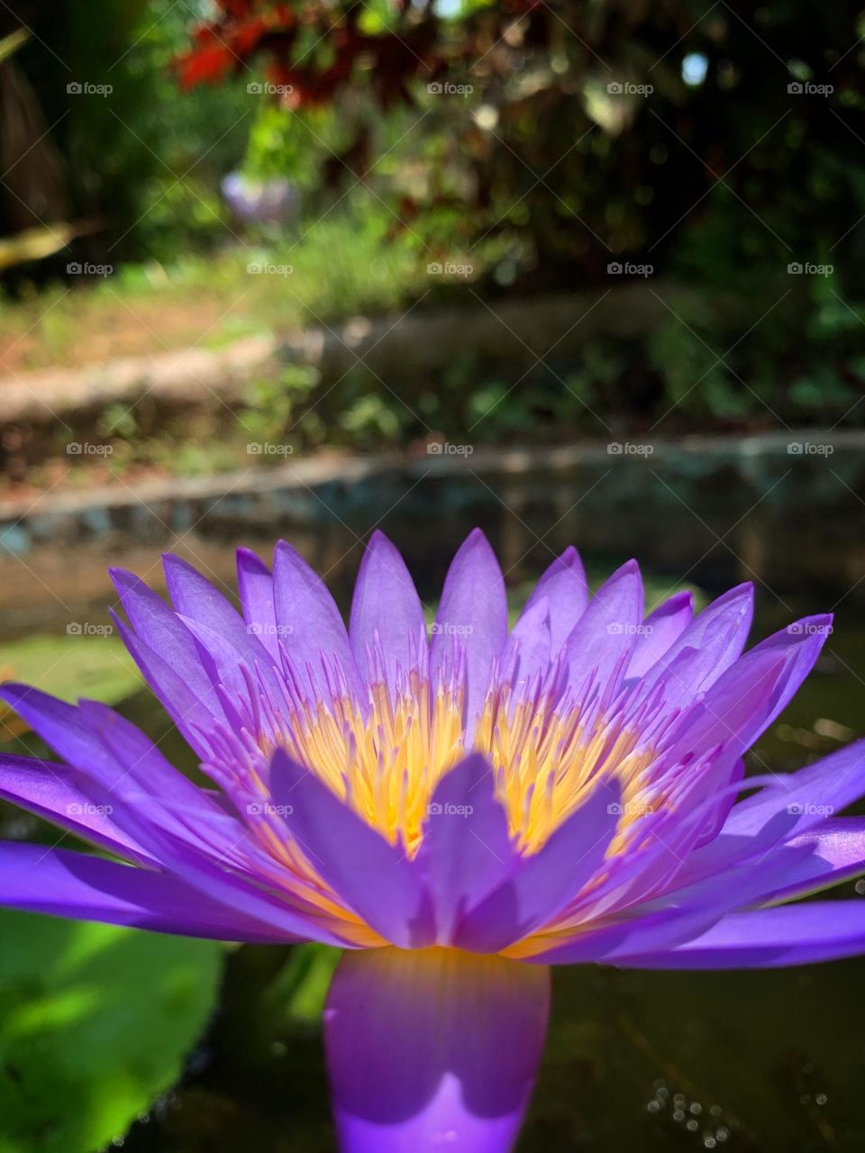 Water Lilly 