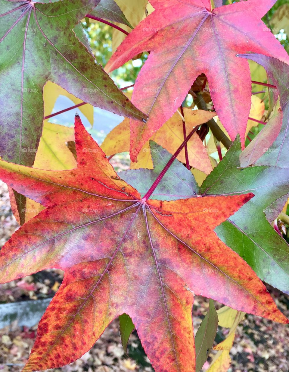 Close-up of maple leaves