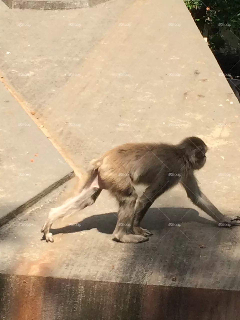 Monkey