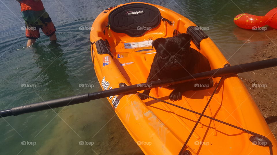 pug in a boat