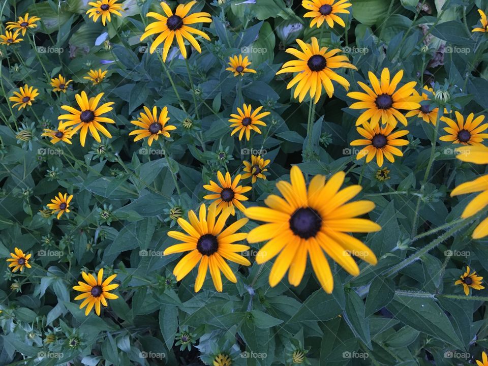 Group of sunflowers 