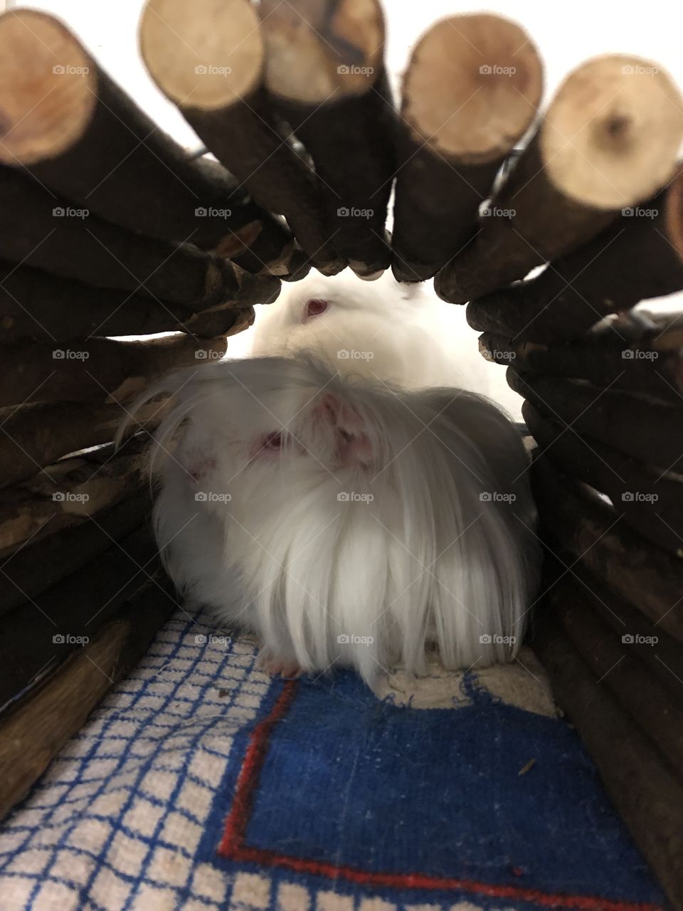 White guinea pig and white rabbit with ruby eyes