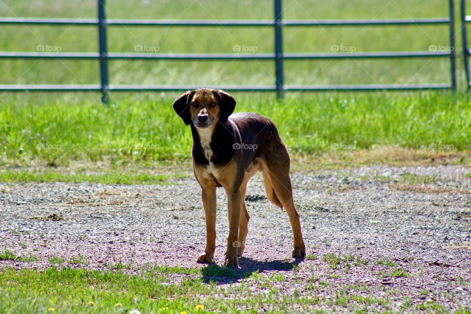 A mixed-breed dog standing, looking, on a gravel road in front of a cattle panel in a grassy field on a sunny day