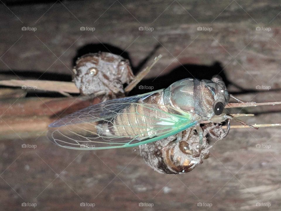 Cicada