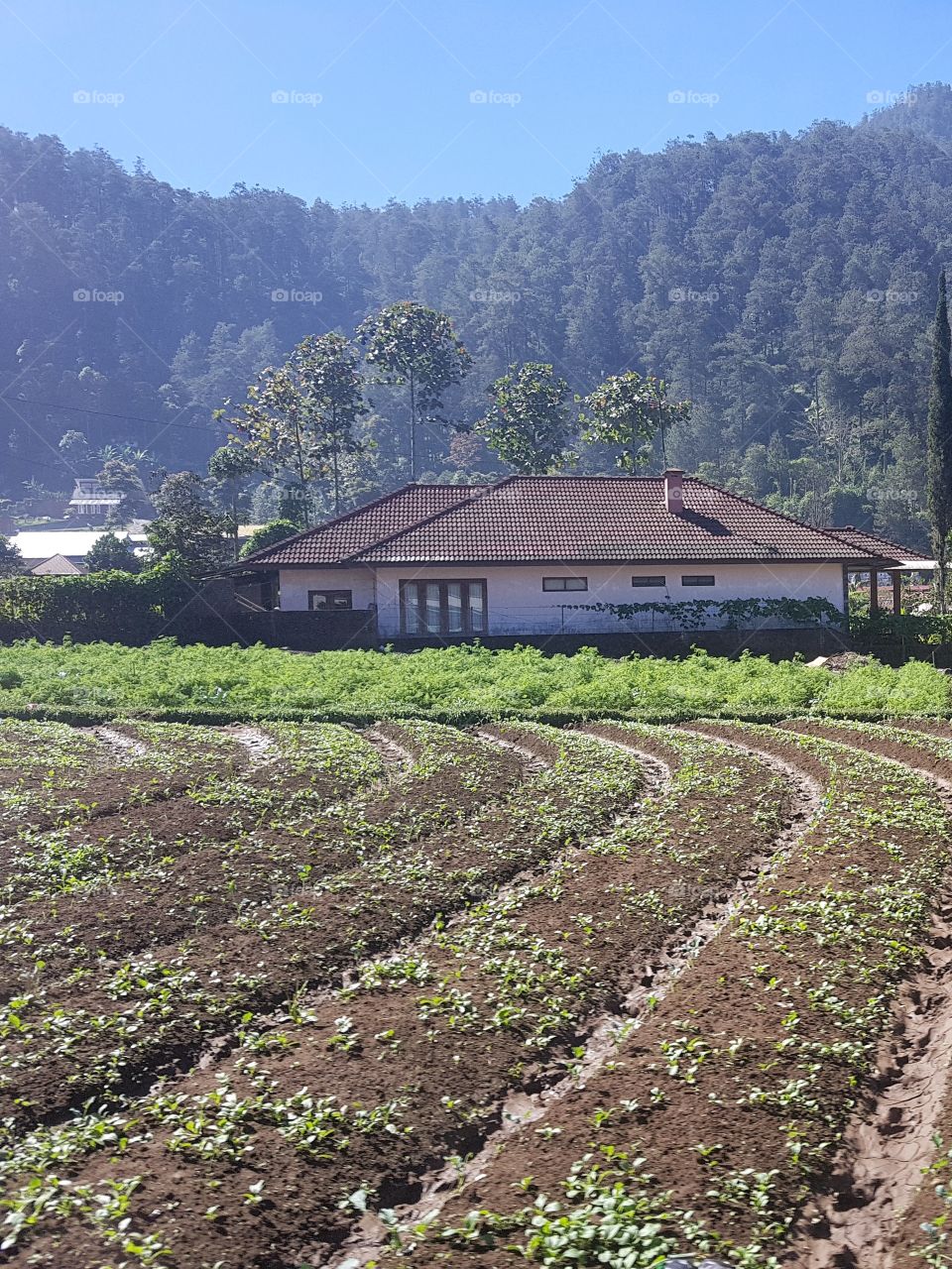 a house at strawberry field