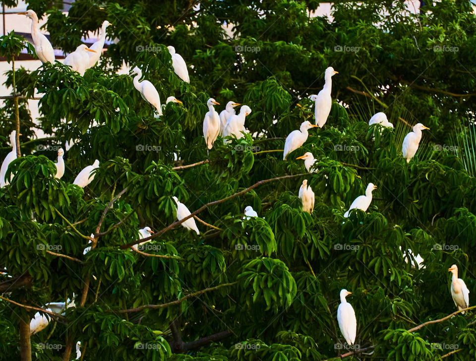 Bird Photography Egret flock