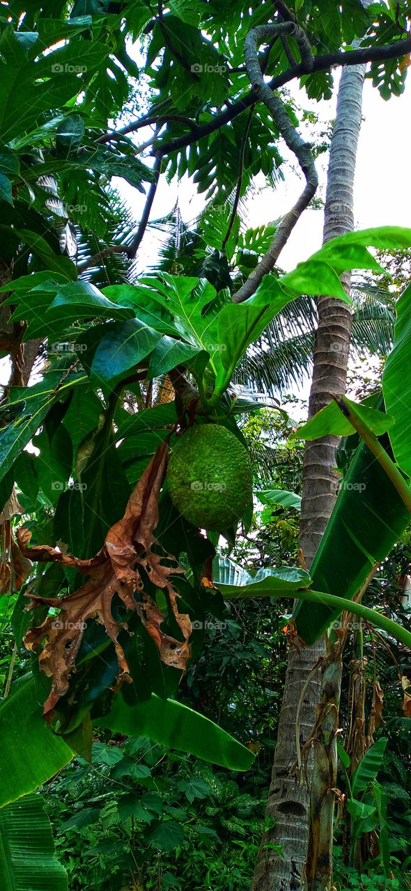 Breadfruit is seedless and has a soft part, which resembles bread after cooking or frying.