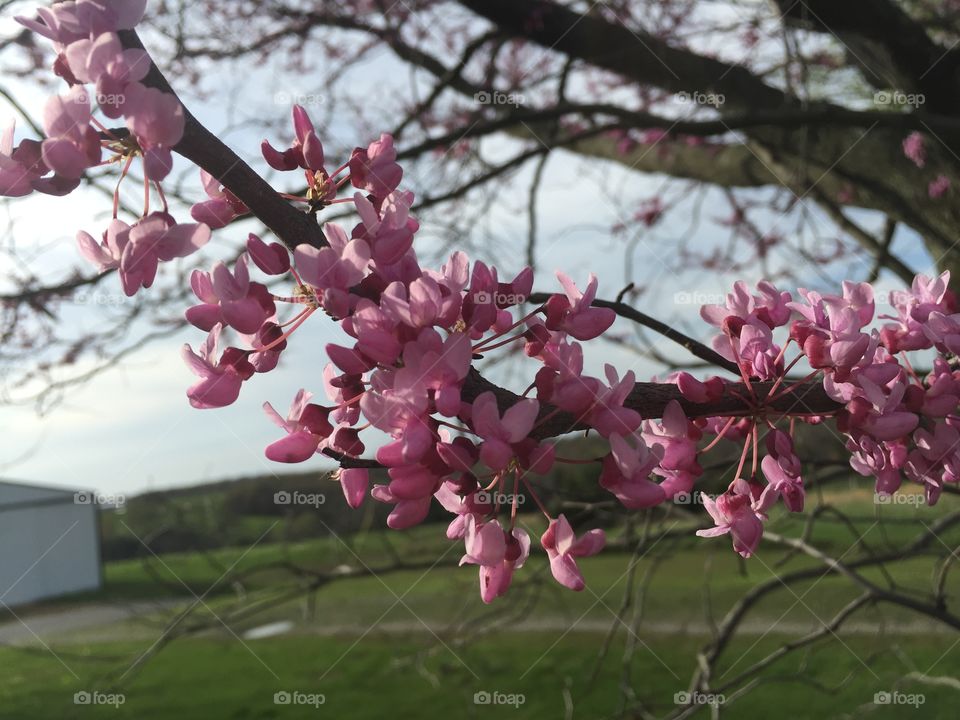 Spring blooms on the crab apple tree