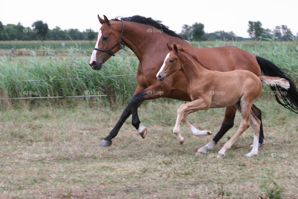 Horse, Mare, Mammal, Equine, Stallion