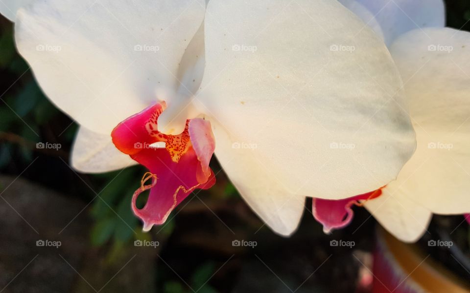 Closeuporchid