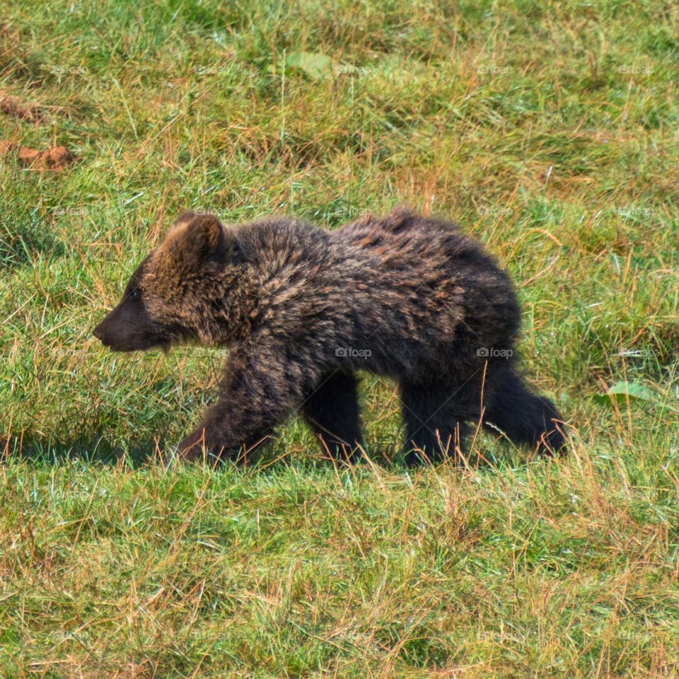 Image of a brown bear cub walking on a field of grass