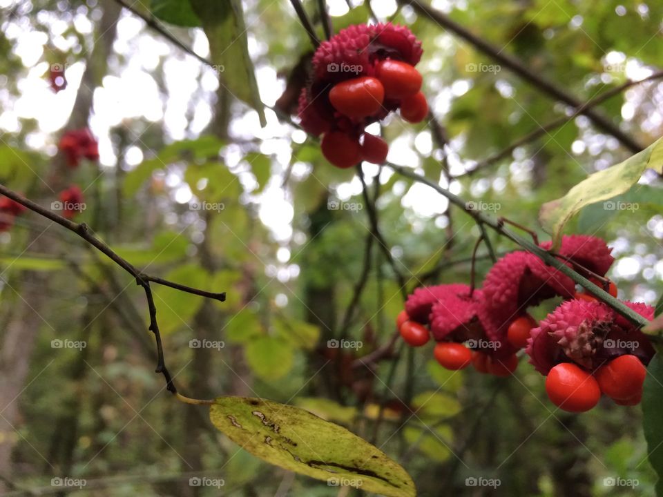 Arkansas berries