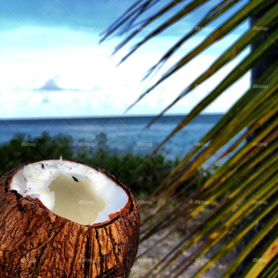 Coconut 