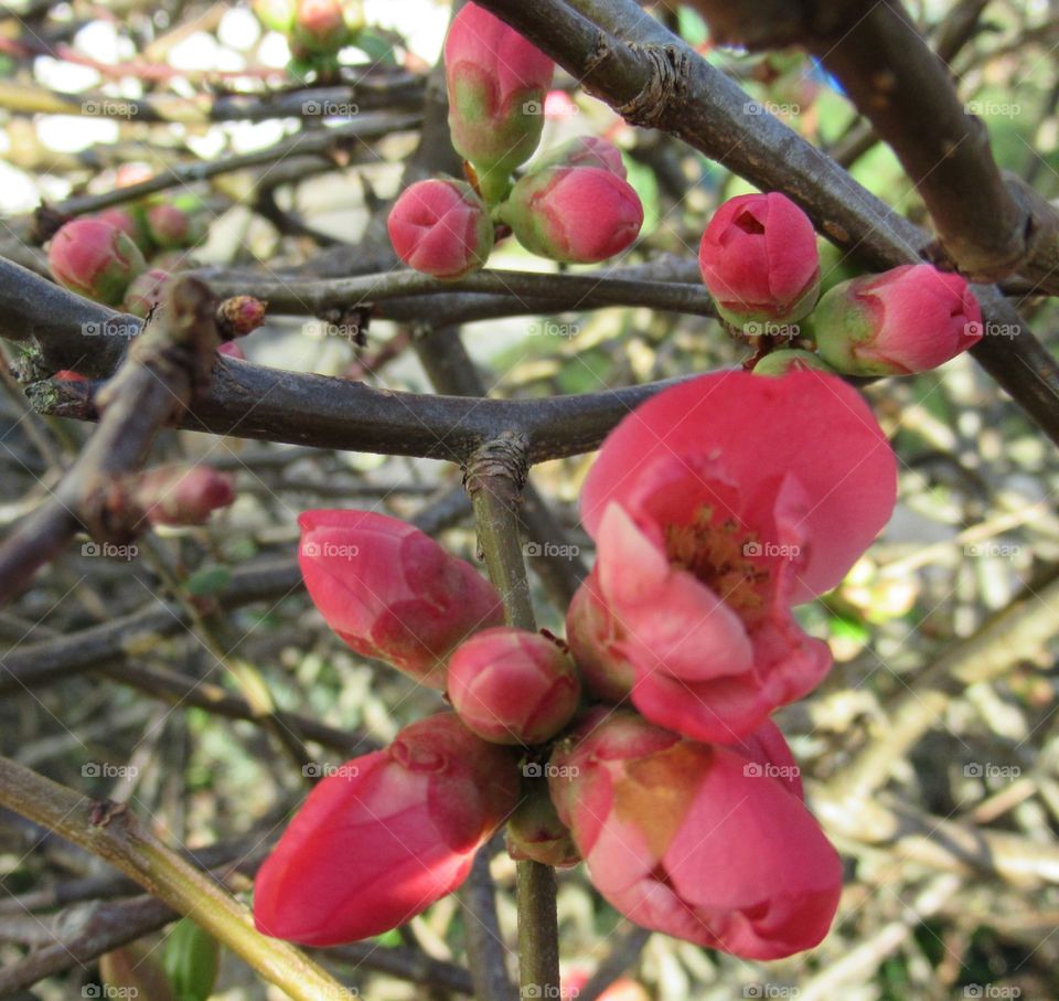 The first sign of spring a blossom which later on this year will be the very sharp but a nice fruit which can be made in to jam the name of the fruit is Quince