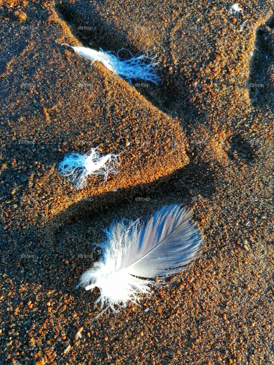 Swan feather on a sandy beach. 
So graceful and beautiful!
