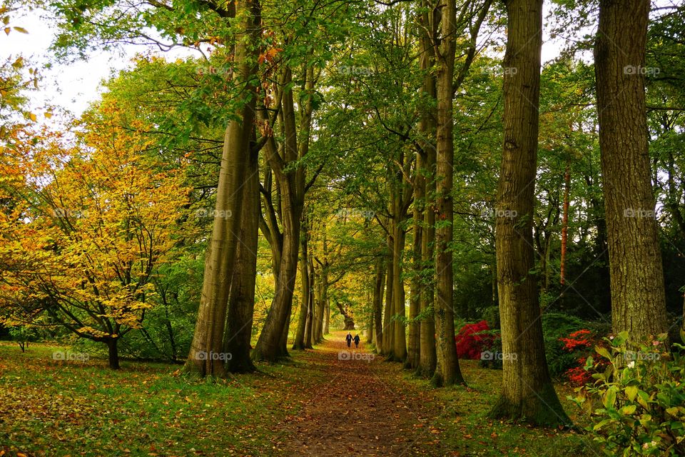 Beautiful Forest Walk