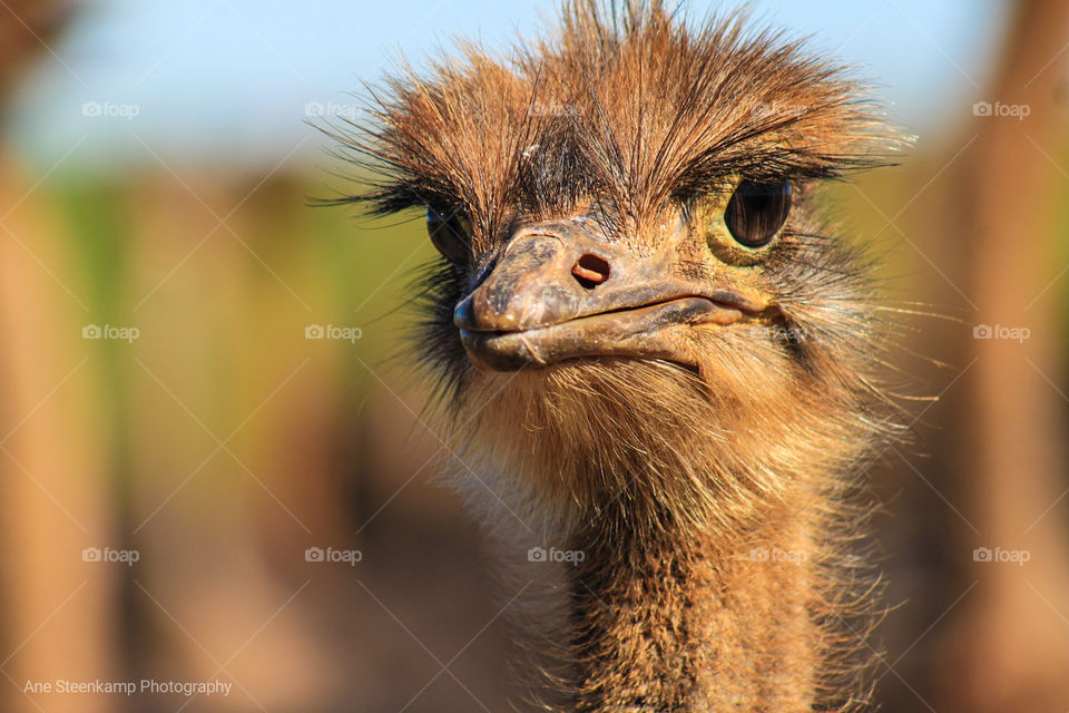 Ostrich