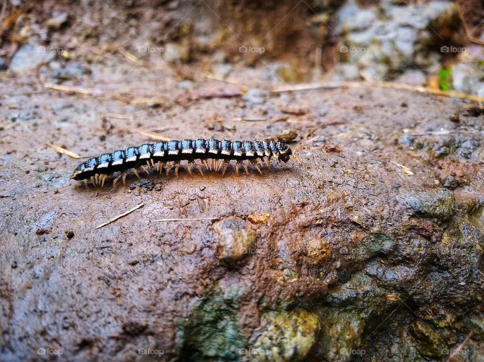 Mountain Centipede