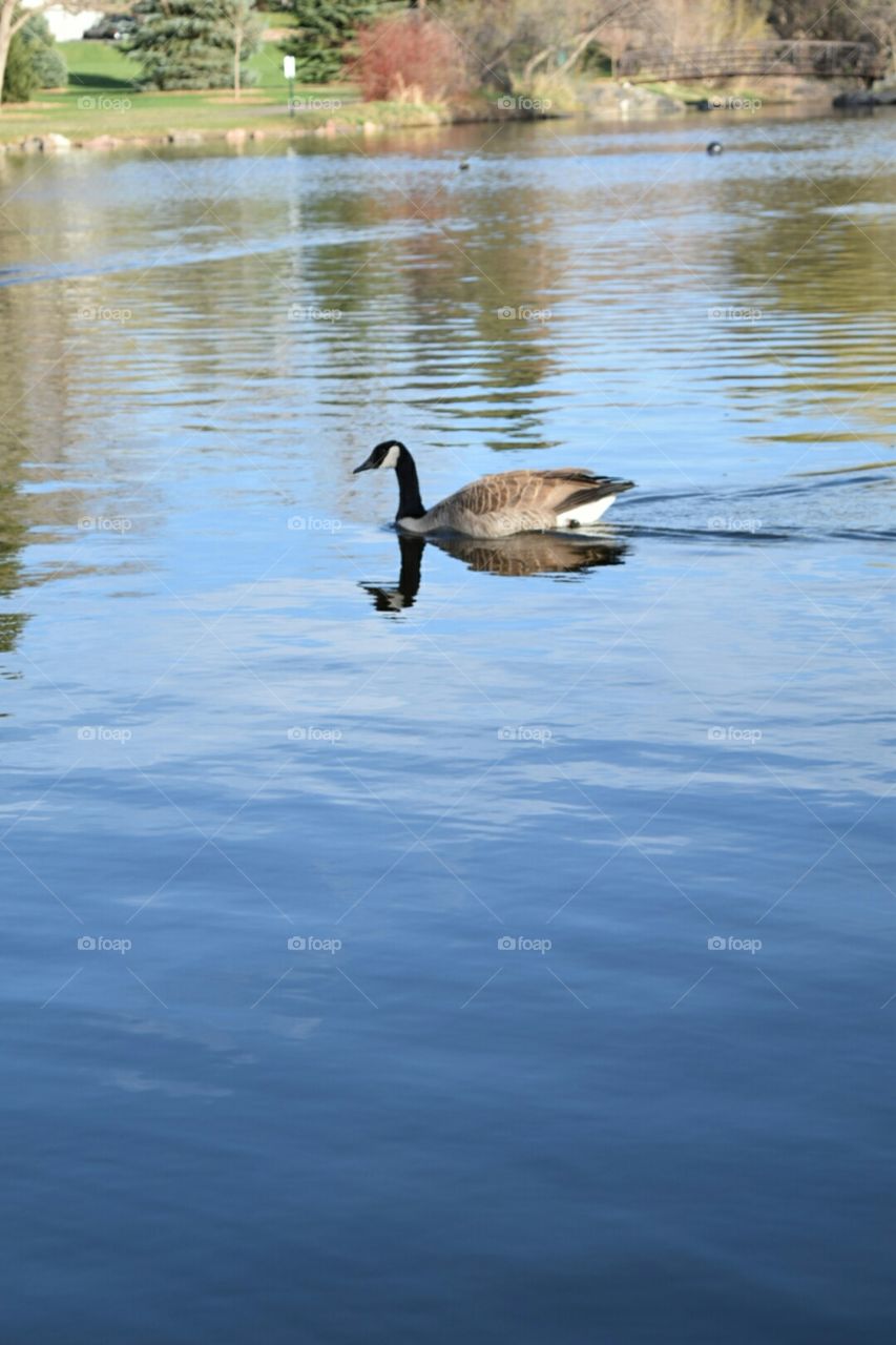 duck. water