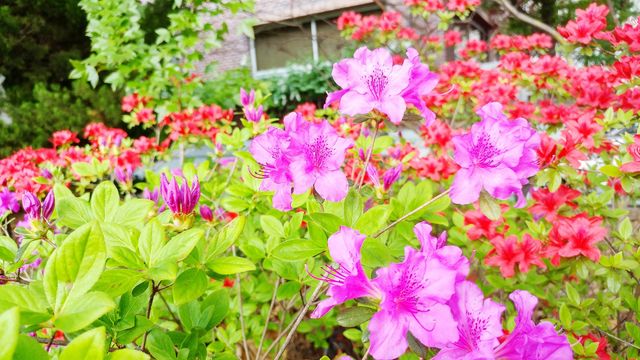 flowers beauty