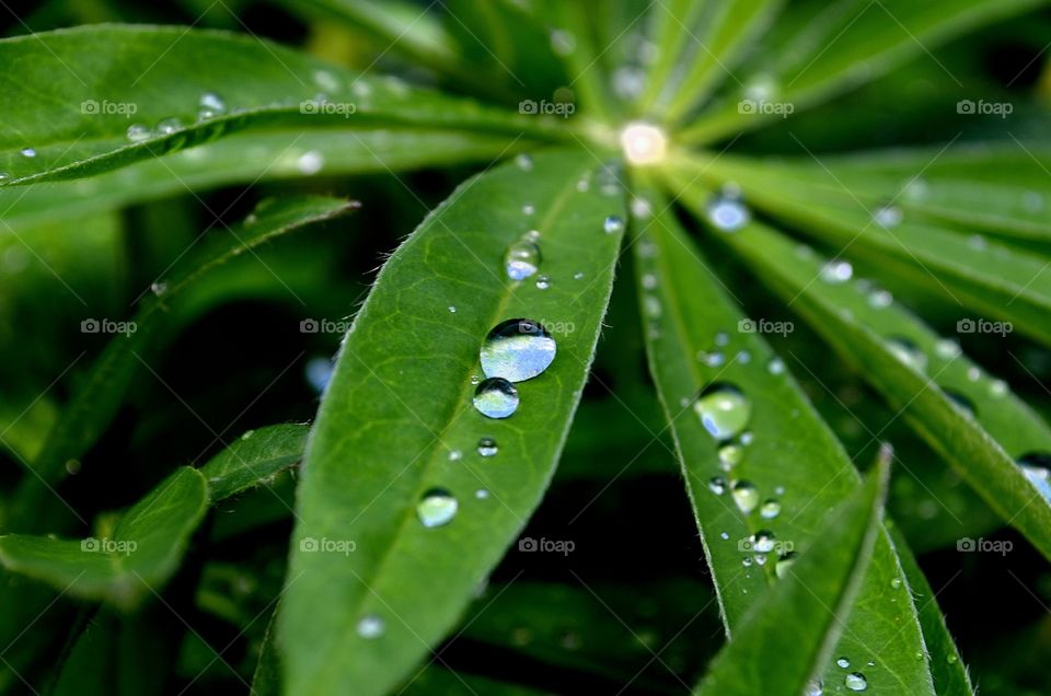 Dew drops in early spring