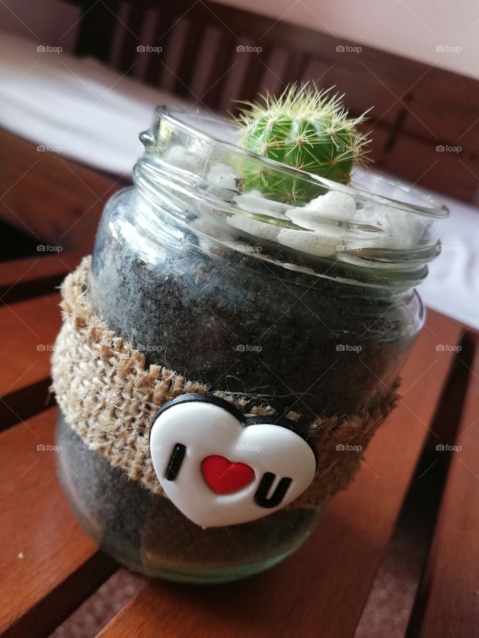 Cactus are the best indoor plants