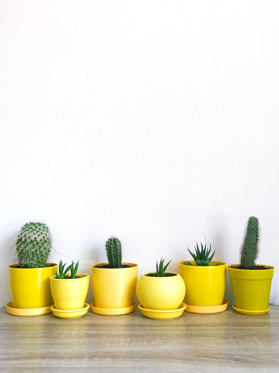Cute cacti in yellow flowerpots  