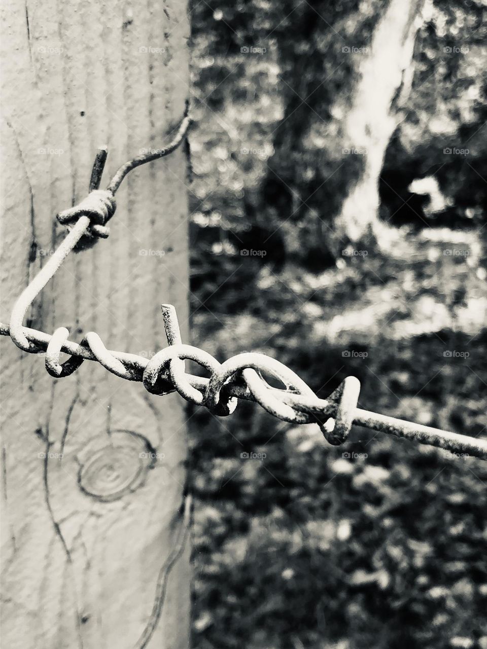 My front gate in b&w. I loved how the wire was twisted holding the high fence to its post!