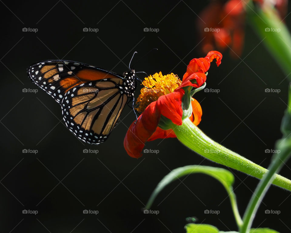 Monarch on red flower