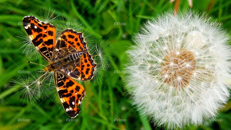 orange butterfly on a fluffy dandelion in the grass field