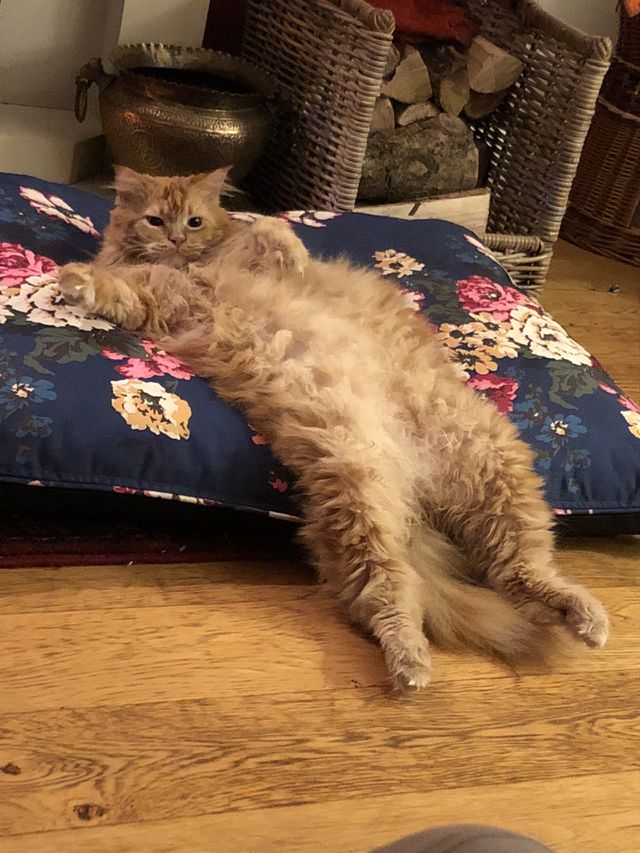 Sleepy Maine coon