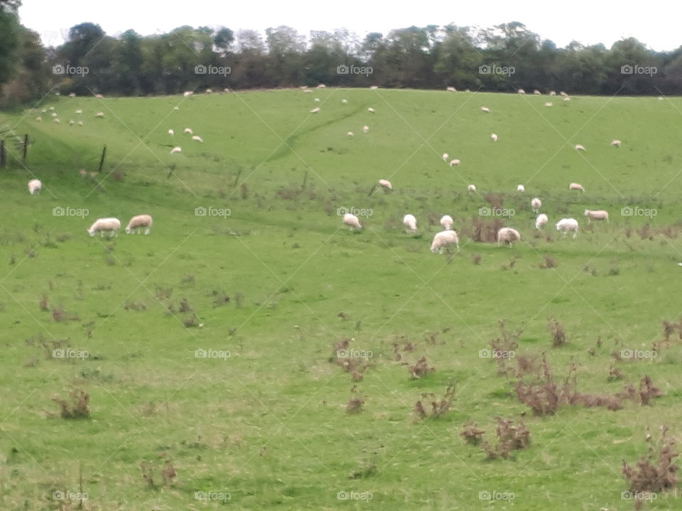 Sheep, Agriculture, Farm, Grass, Livestock