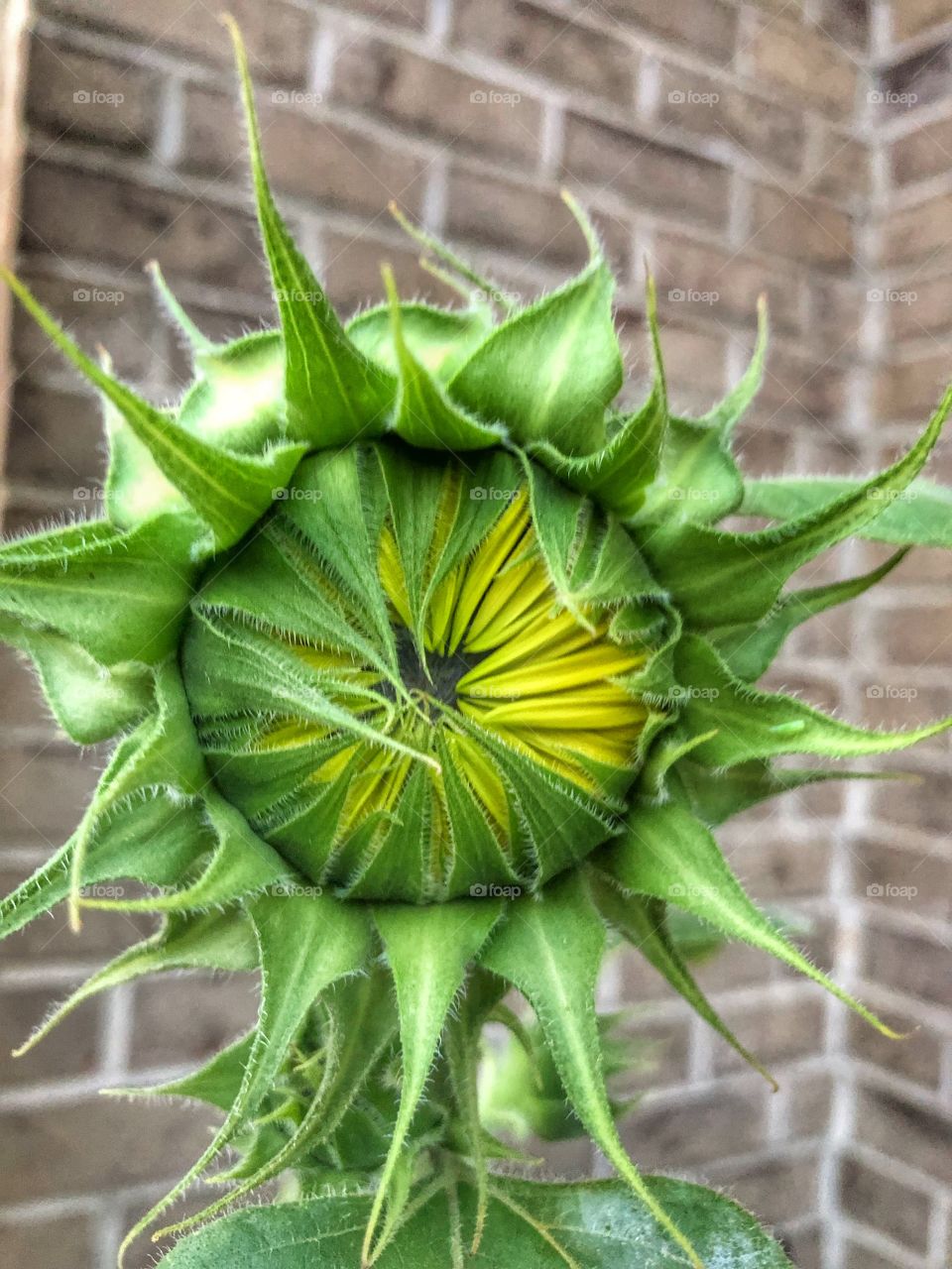 Sunflower about to bloom 